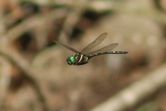 Macromia taeniolata