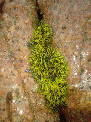 Ricciaceae