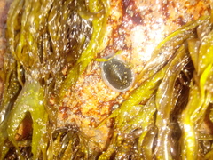 Siphonaria lessonii