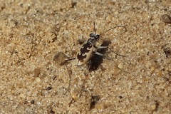 Ellipsoptera wapleri