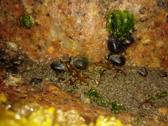 Siphonaria lessonii