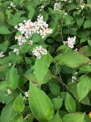 Koenigia campanulata