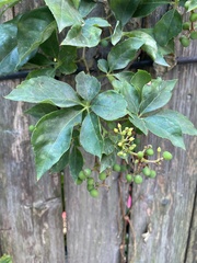 Parthenocissus quinquefolia