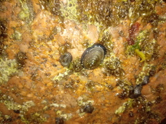 Siphonaria lessonii