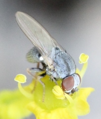Leucopomyia
