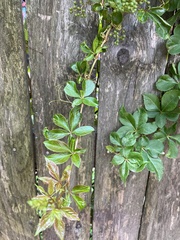 Parthenocissus quinquefolia