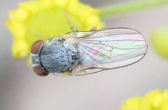Leucopomyia