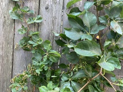 Parthenocissus quinquefolia