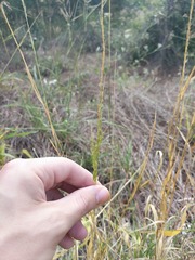 Limnodea arkansana