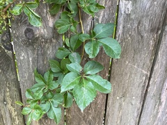Parthenocissus quinquefolia