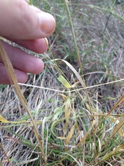 Limnodea arkansana