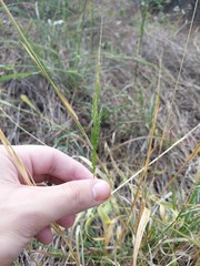 Limnodea arkansana