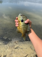 Lepomis gibbosus × macrochirus