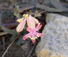 Silene verecunda