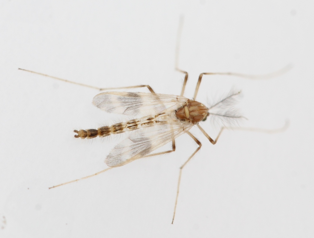 Apsectrotanypus trifascipennis