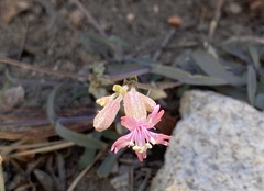 Silene verecunda