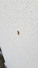 Glyptobothrus