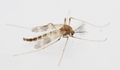 Apsectrotanypus trifascipennis