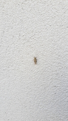 Glyptobothrus