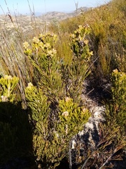 Paranomus esterhuyseniae