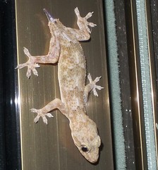 Hemidactylus mabouia