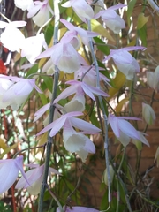 Dendrobium aphyllum