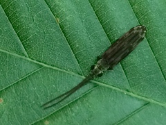 Tenomerga cinerea