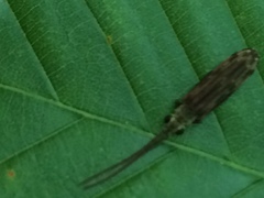 Tenomerga cinerea