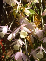 Dendrobium aphyllum