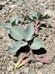 Cycladenia humilis