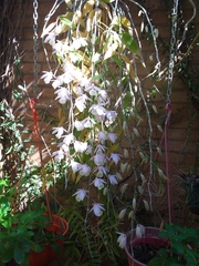 Dendrobium aphyllum