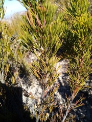 Paranomus esterhuyseniae