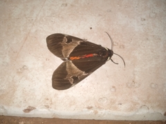 Dysschema marginalis