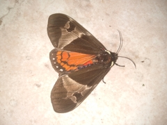 Dysschema marginalis