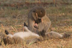 Chlorocebus pygerythrus