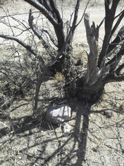 Peniocereus greggii greggii