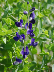 Baptisia australis aberrans