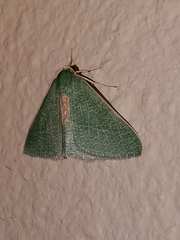 Chlorosea roseitacta