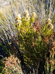 Paranomus esterhuyseniae