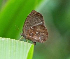 Godartiana muscosa