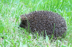 Erinaceus roumanicus