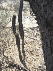 Peniocereus greggii greggii