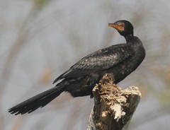 Microcarbo africanus