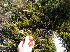 Leucadendron sorocephalodes