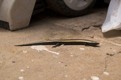 Chalcides viridanus