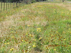 Oenothera rhombipetala