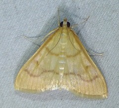 Helvibotys helvialis