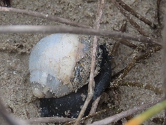 Trigonephrus globulus