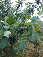 Rhamnus cathartica