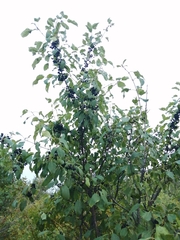 Rhamnus cathartica